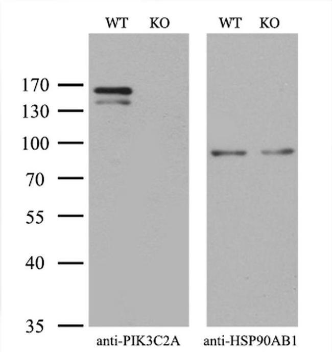 PIK3C2A Antibody in Western Blot (WB)