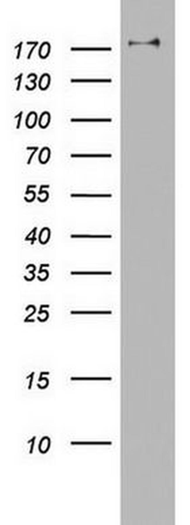 PIK3C2A Antibody in Western Blot (WB)