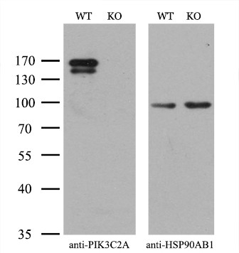 PIK3C2A Antibody