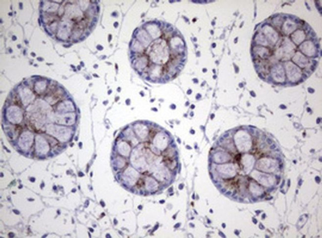 NEU1 Antibody in Immunohistochemistry (Paraffin) (IHC (P))