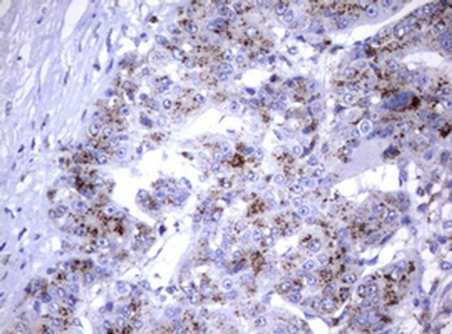 NEU1 Antibody in Immunohistochemistry (Paraffin) (IHC (P))