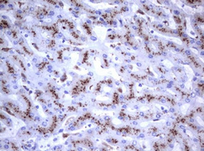 NEU1 Antibody in Immunohistochemistry (Paraffin) (IHC (P))