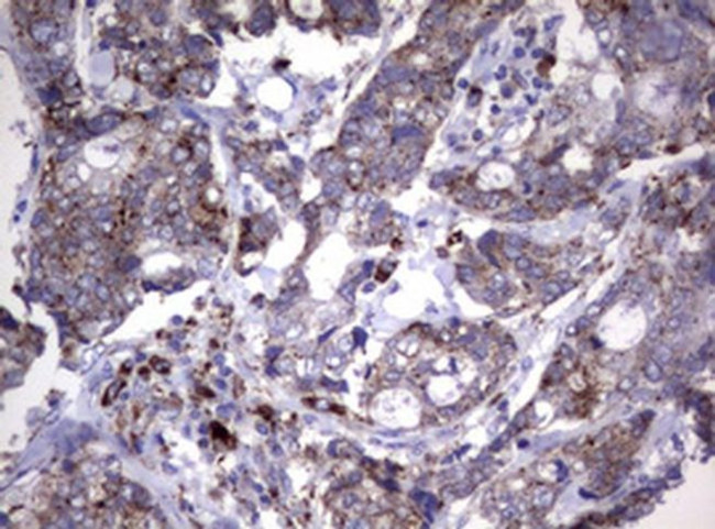 NEU1 Antibody in Immunohistochemistry (Paraffin) (IHC (P))