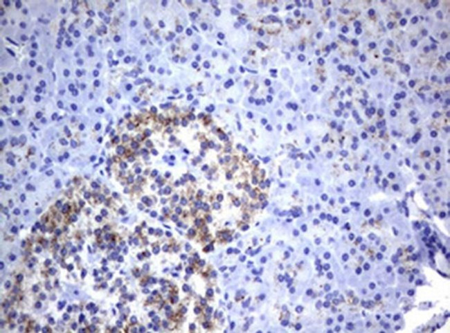 NEU1 Antibody in Immunohistochemistry (Paraffin) (IHC (P))