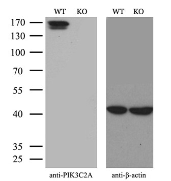 PIK3C2A Antibody