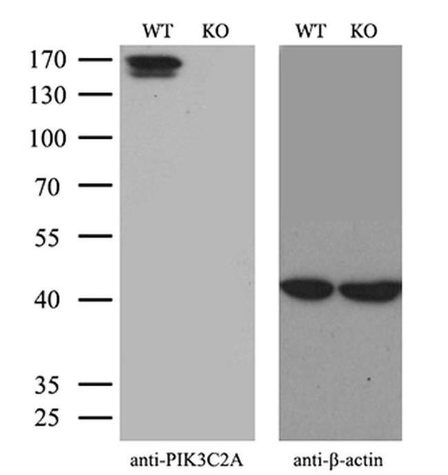 PIK3C2A Antibody in Western Blot (WB)