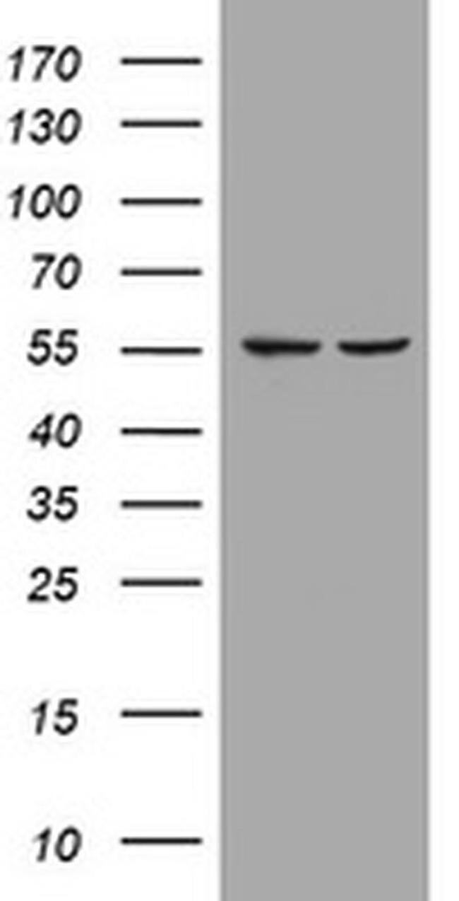 PIK3CD Antibody in Western Blot (WB)