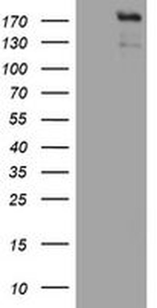 ZEB2 Antibody in Western Blot (WB)