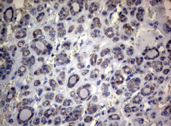 MFN1 Antibody in Immunohistochemistry (Paraffin) (IHC (P))