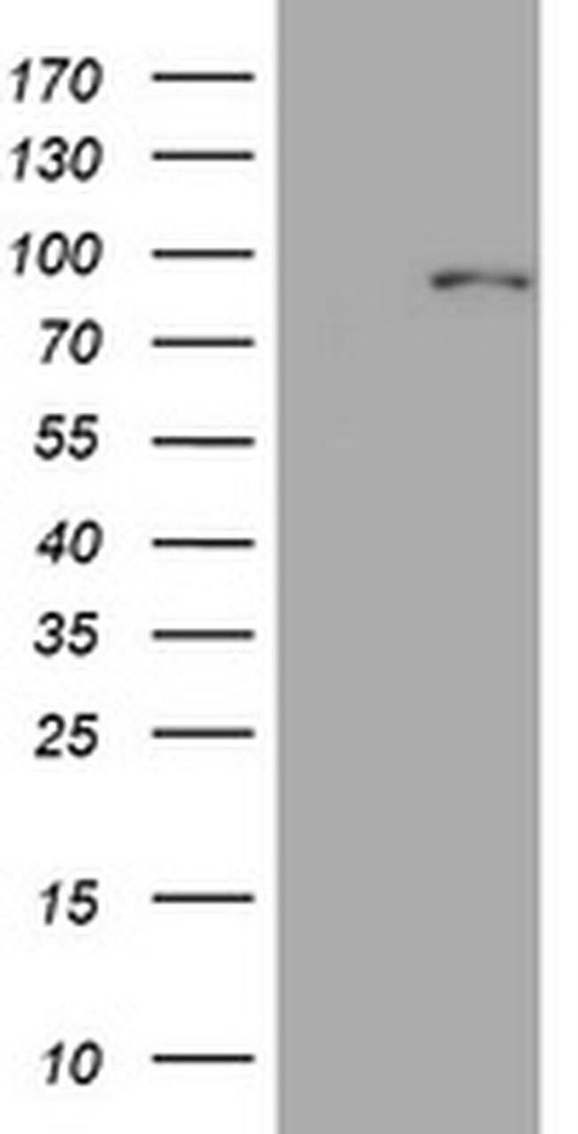 MFN1 Antibody in Western Blot (WB)