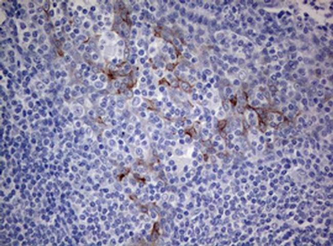 MFN1 Antibody in Immunohistochemistry (Paraffin) (IHC (P))