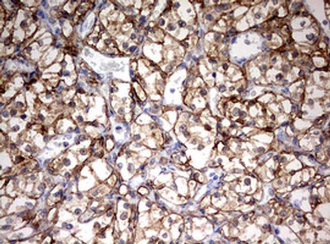 HMBS Antibody in Immunohistochemistry (Paraffin) (IHC (P))