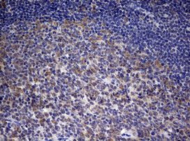 PARN Antibody in Immunohistochemistry (Paraffin) (IHC (P))