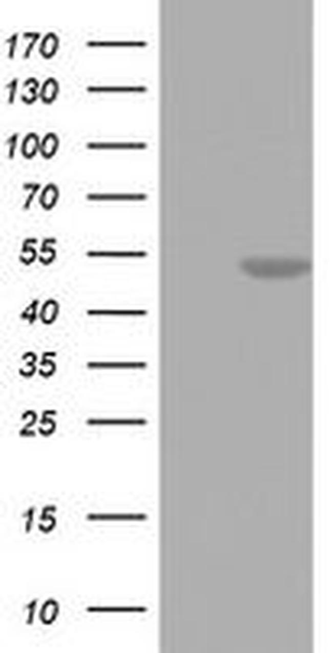 FEN1 Antibody in Western Blot (WB)