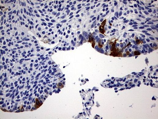 RBFOX1 Antibody in Immunohistochemistry (Paraffin) (IHC (P))