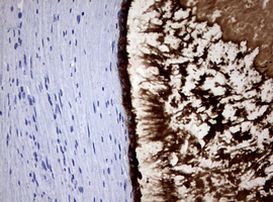 MSMB Antibody in Immunohistochemistry (Paraffin) (IHC (P))