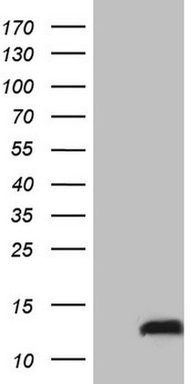 PYDC1 Antibody in Western Blot (WB)