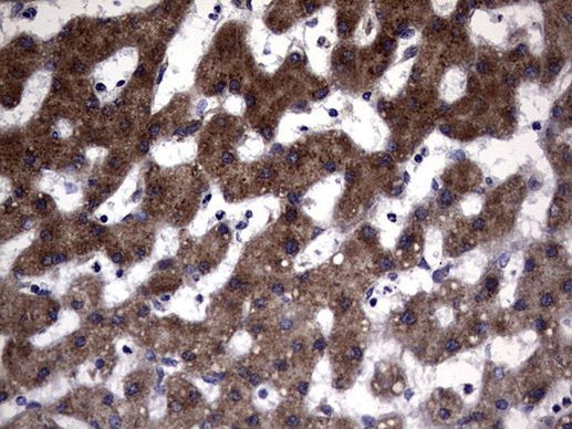 DDOST Antibody in Immunohistochemistry (Paraffin) (IHC (P))