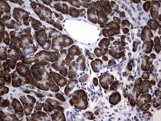 DDOST Antibody in Immunohistochemistry (Paraffin) (IHC (P))