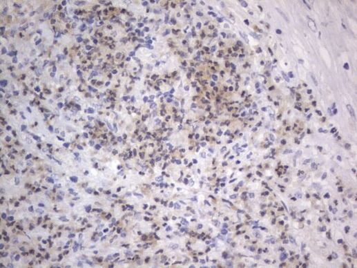 A-Raf Antibody in Immunohistochemistry (Paraffin) (IHC (P))