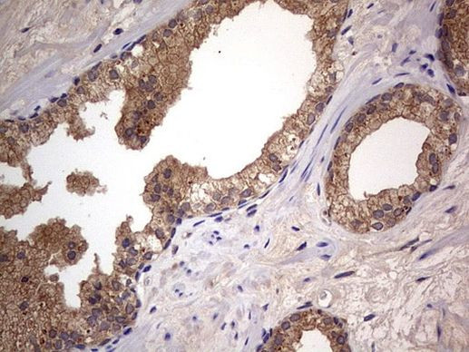 A-Raf Antibody in Immunohistochemistry (Paraffin) (IHC (P))