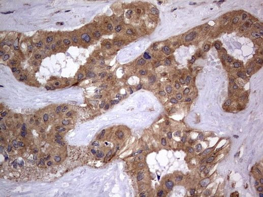 A-Raf Antibody in Immunohistochemistry (Paraffin) (IHC (P))