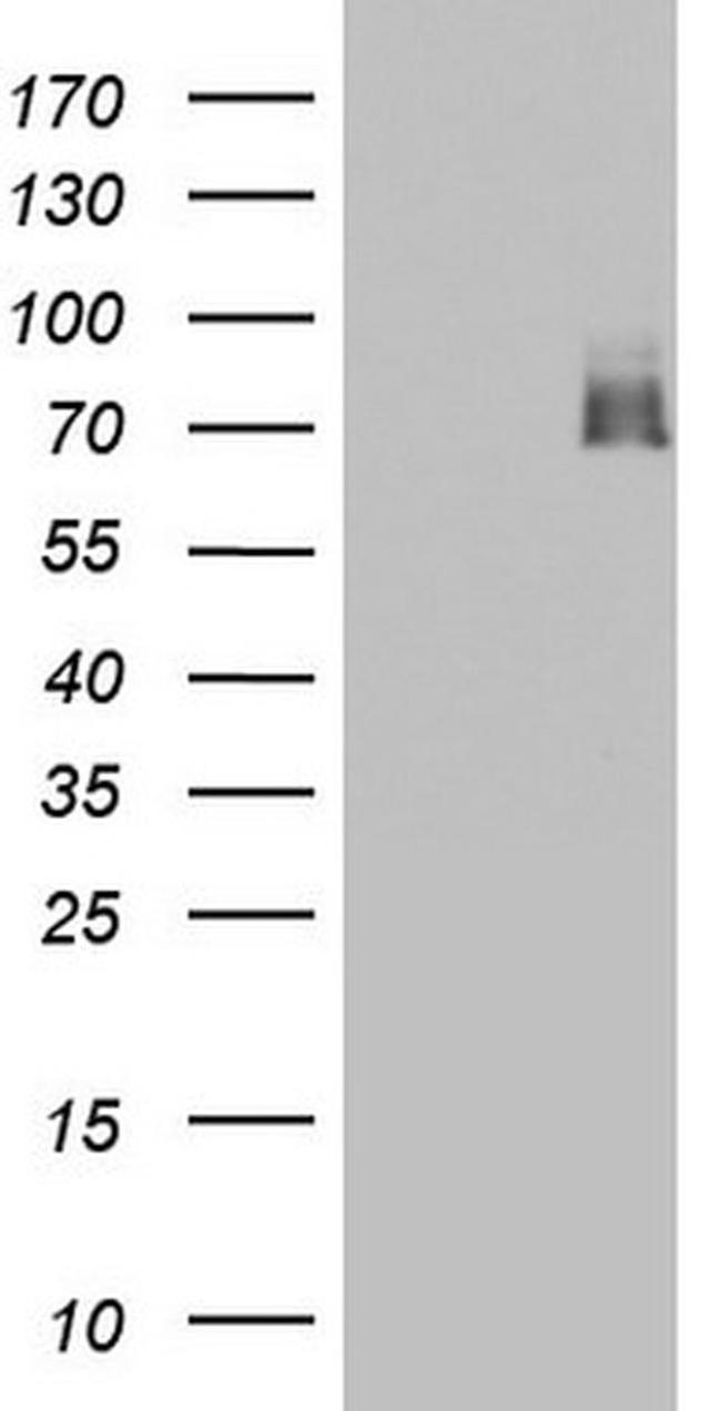 A-Raf Antibody in Western Blot (WB)