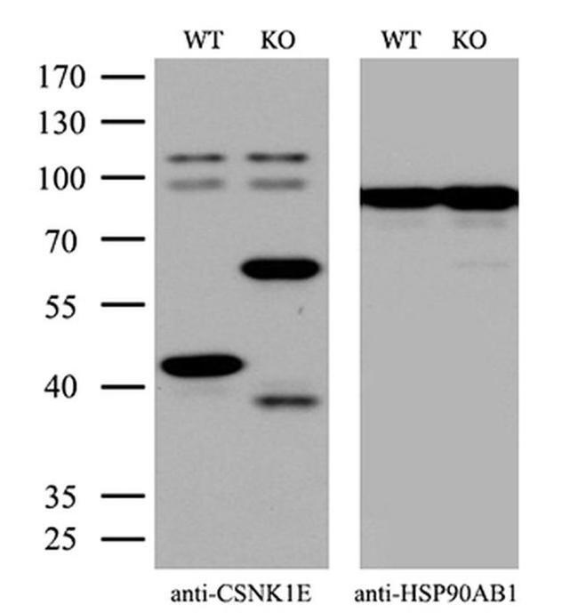 CK1 epsilon Antibody in Western Blot (WB)