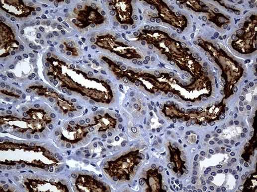 ACE2 Antibody in Immunohistochemistry (Paraffin) (IHC (P))