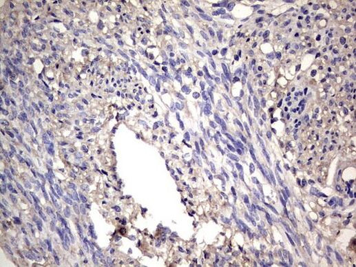 NRBF2 Antibody in Immunohistochemistry (Paraffin) (IHC (P))