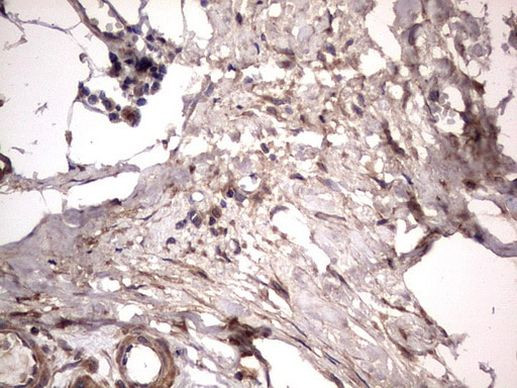 NRBF2 Antibody in Immunohistochemistry (Paraffin) (IHC (P))