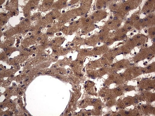 NRBF2 Antibody in Immunohistochemistry (Paraffin) (IHC (P))