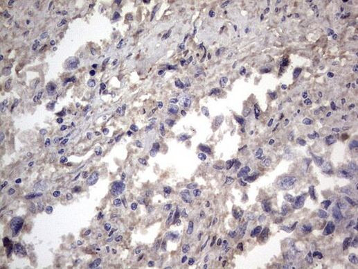 NRBF2 Antibody in Immunohistochemistry (Paraffin) (IHC (P))