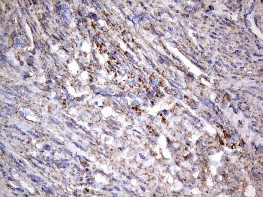 NRBF2 Antibody in Immunohistochemistry (Paraffin) (IHC (P))