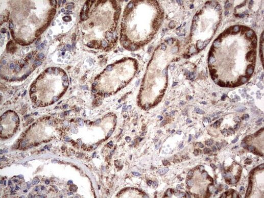 NRBF2 Antibody in Immunohistochemistry (Paraffin) (IHC (P))