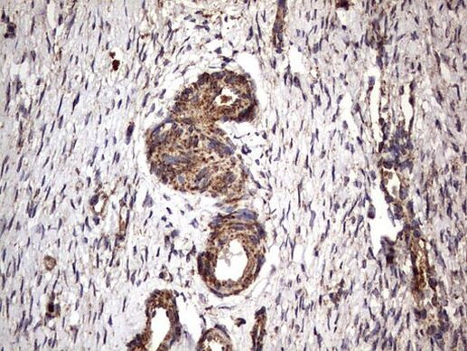 NRBF2 Antibody in Immunohistochemistry (Paraffin) (IHC (P))