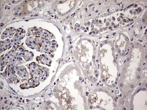 MURF3 Antibody in Immunohistochemistry (Paraffin) (IHC (P))