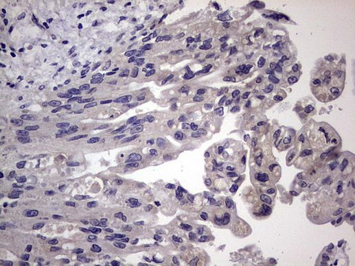 MURF3 Antibody in Immunohistochemistry (Paraffin) (IHC (P))