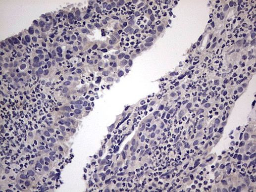 MURF3 Antibody in Immunohistochemistry (Paraffin) (IHC (P))