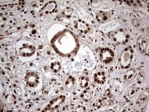 RTRAF Antibody in Immunohistochemistry (Paraffin) (IHC (P))