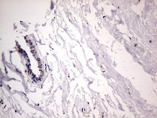 Filensin Antibody in Immunohistochemistry (Paraffin) (IHC (P))