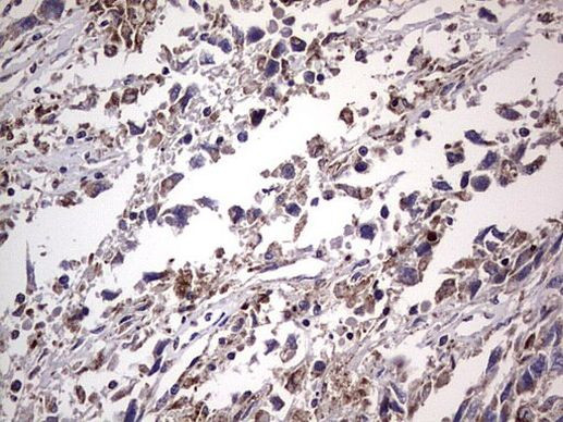 Filensin Antibody in Immunohistochemistry (Paraffin) (IHC (P))