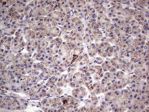 Filensin Antibody in Immunohistochemistry (Paraffin) (IHC (P))