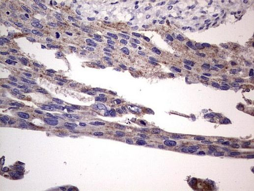 Filensin Antibody in Immunohistochemistry (Paraffin) (IHC (P))