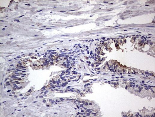 Filensin Antibody in Immunohistochemistry (Paraffin) (IHC (P))