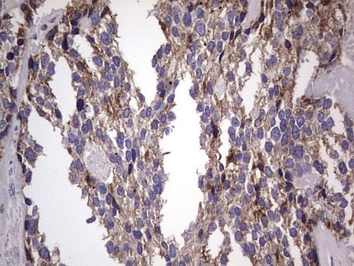 Filensin Antibody in Immunohistochemistry (Paraffin) (IHC (P))