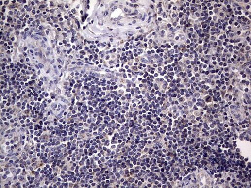 Filensin Antibody in Immunohistochemistry (Paraffin) (IHC (P))