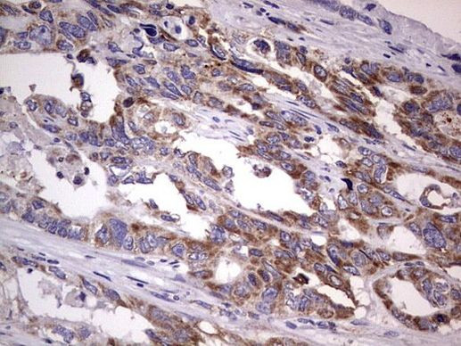 Filensin Antibody in Immunohistochemistry (Paraffin) (IHC (P))