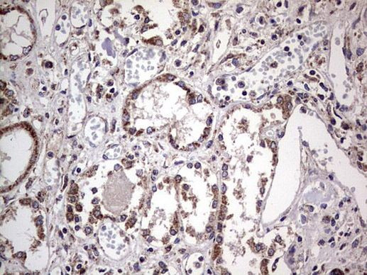 Filensin Antibody in Immunohistochemistry (Paraffin) (IHC (P))