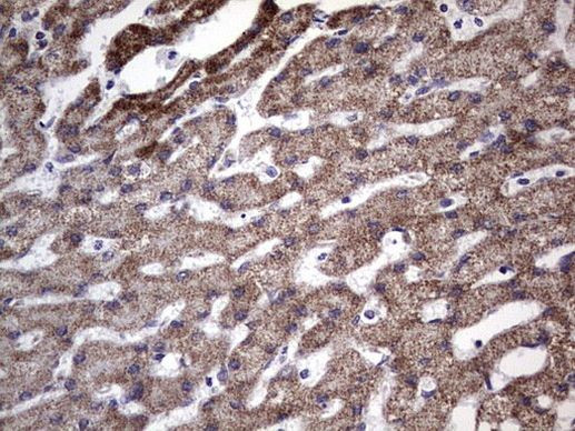 Filensin Antibody in Immunohistochemistry (Paraffin) (IHC (P))